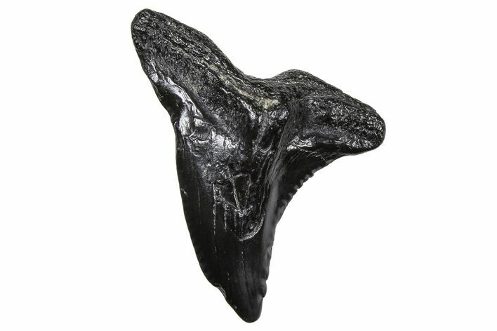 Large, Snaggletooth Shark (Hemipristis) Tooth - South Carolina #375859